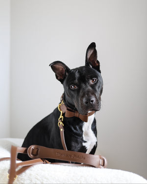 collier et laisse pour chien tendance aesthetic