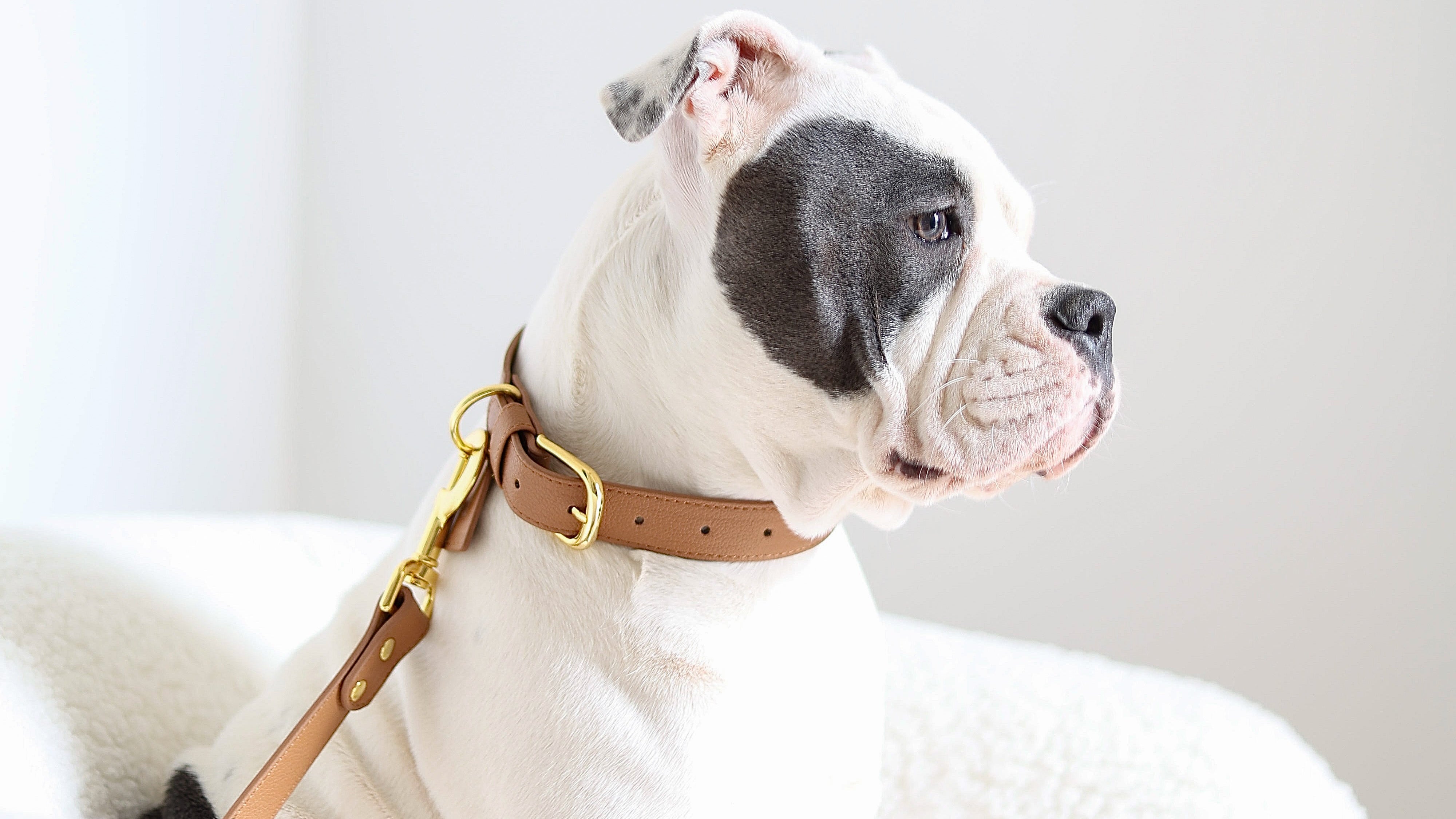 accessoires pour chien de luxe en cuir tendance