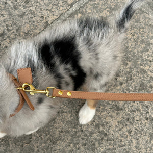 Collier en cuir pour chien