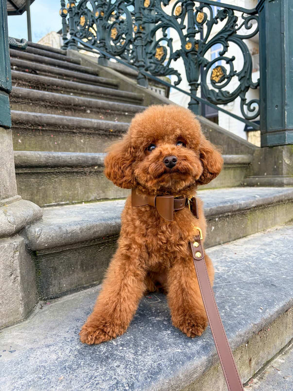 Maurice loves accessories