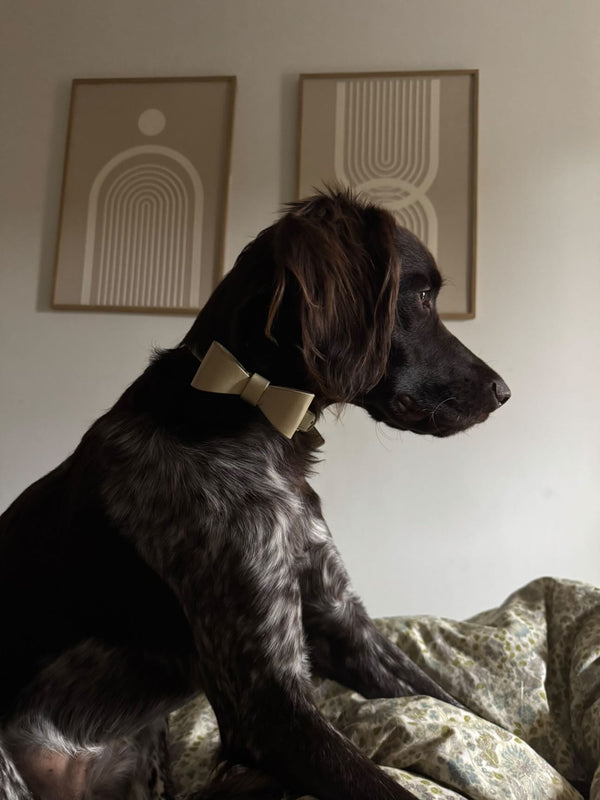 Roméo adore son nouveau collier !