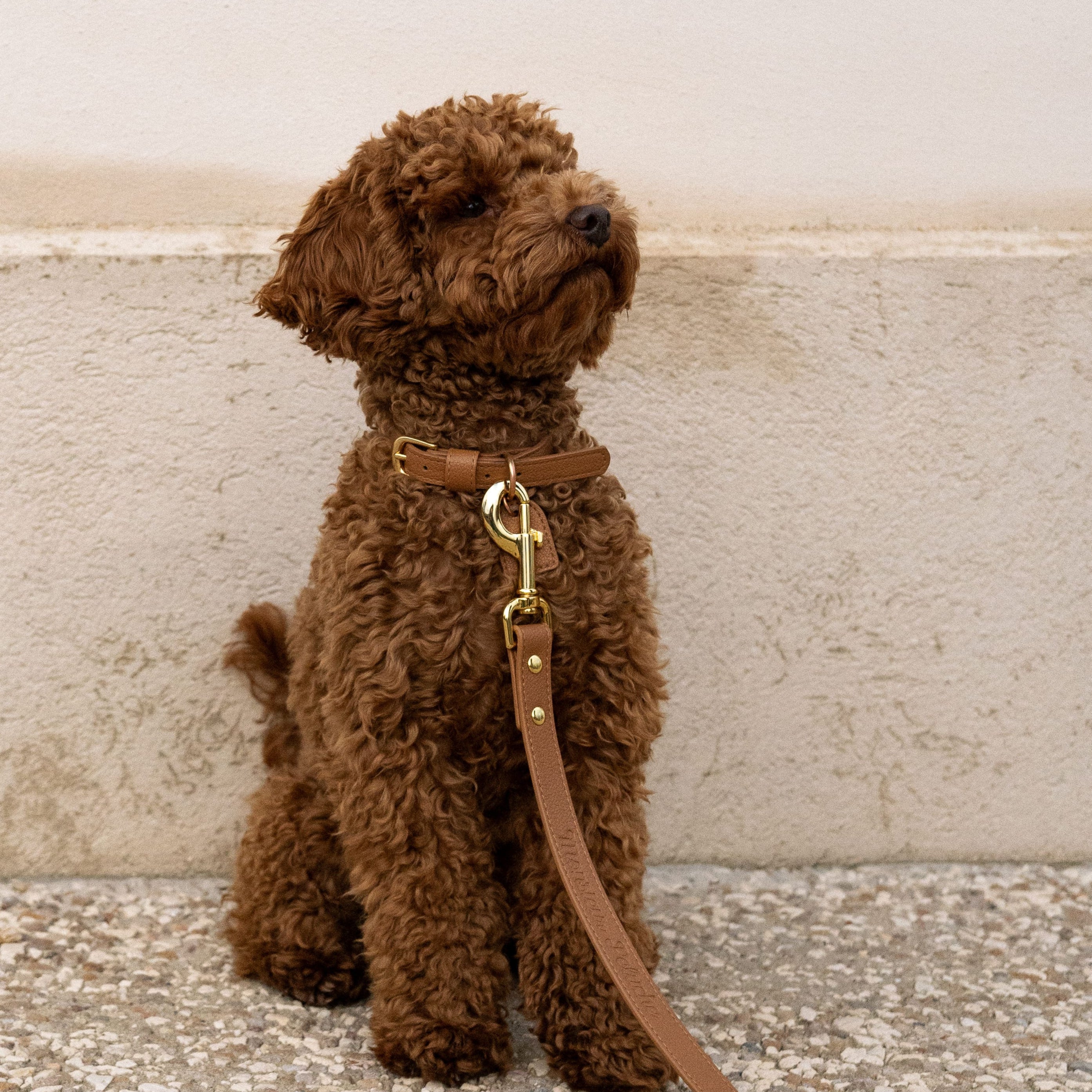 accessoires pour chien en cuir 