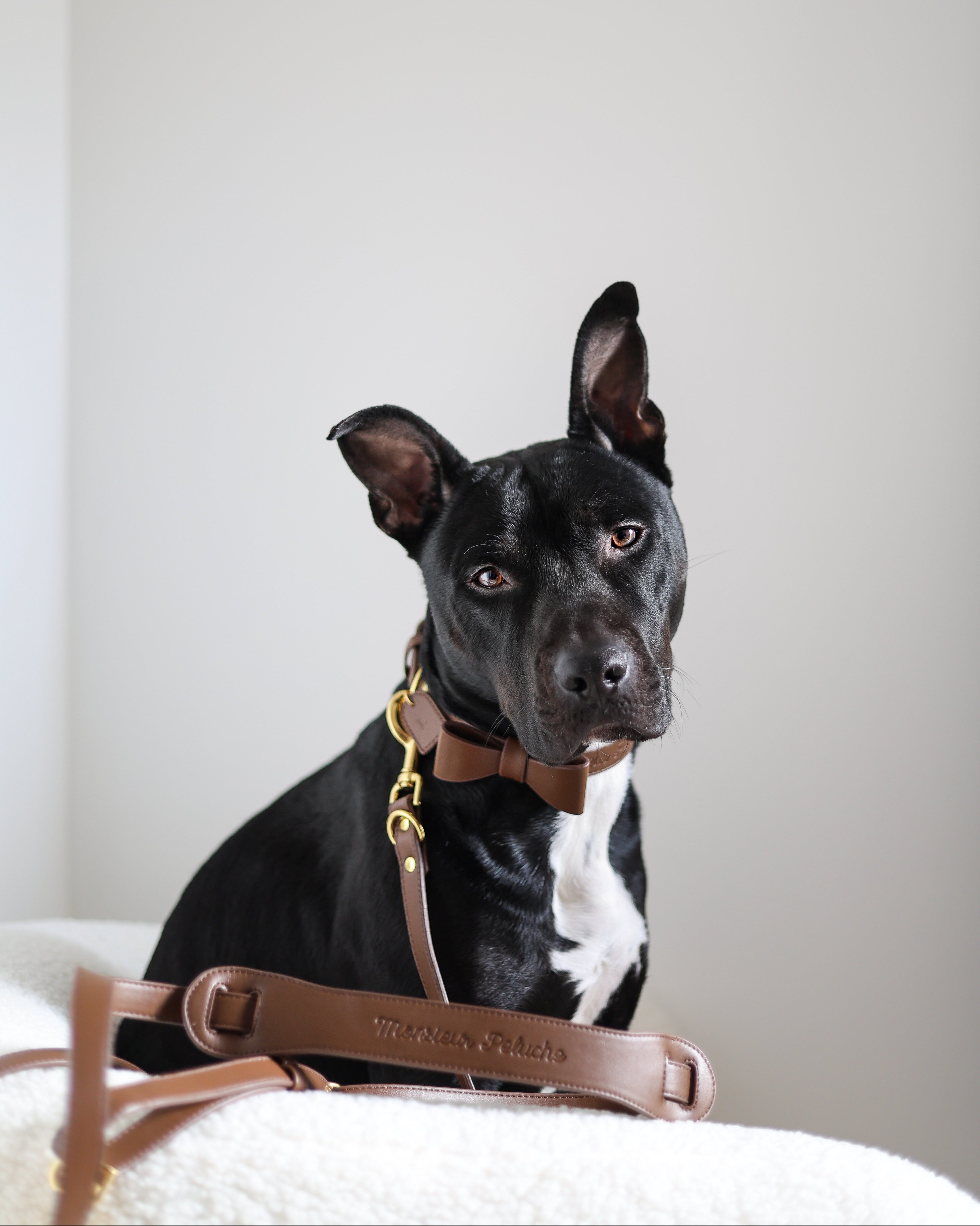 collier et laisse pour chien tendance aesthetic 