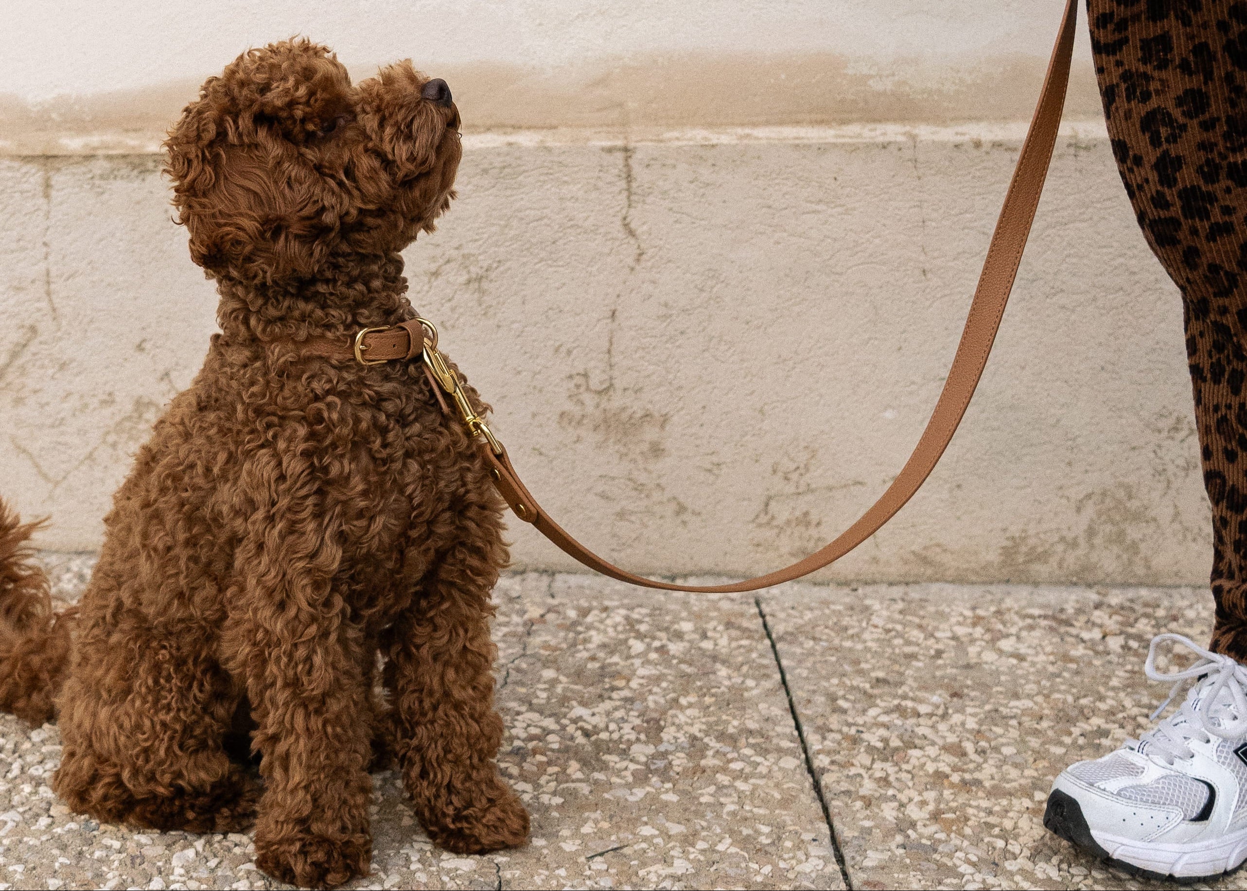 photo colliers et de la laisse monsieur peluche accessoires pour chien haut de  gamme 