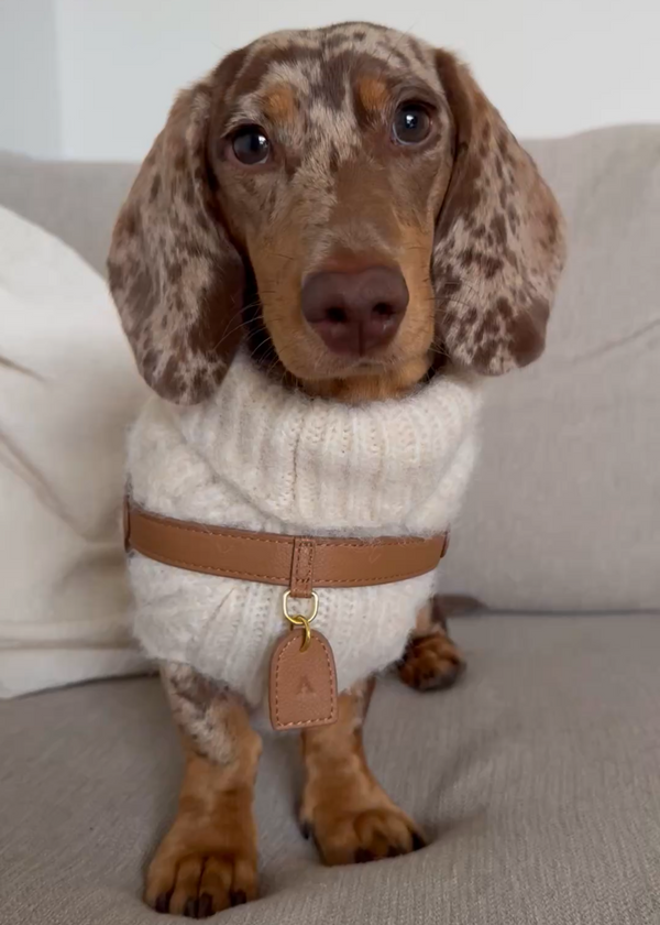 Auguste - Harnais Macchiato