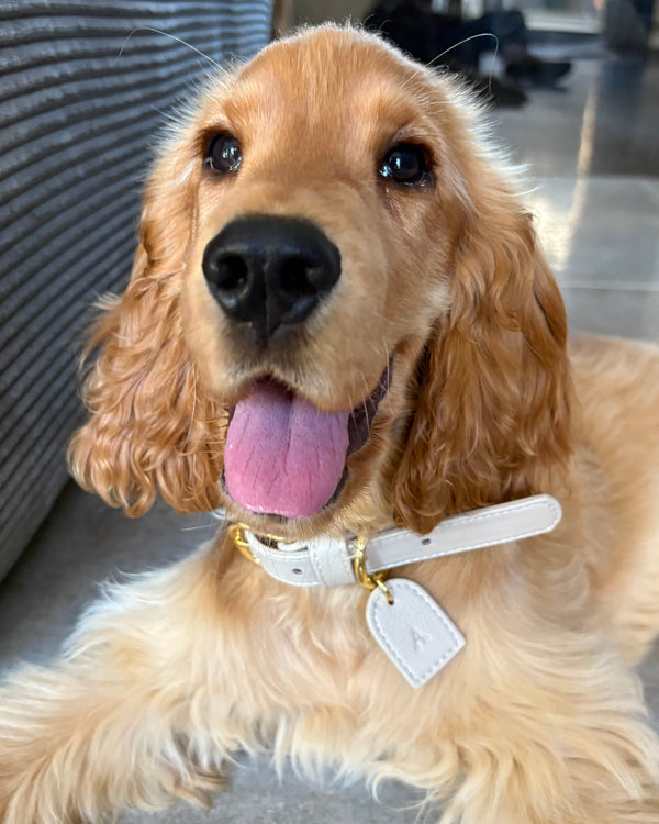 Appy - Collier Latte