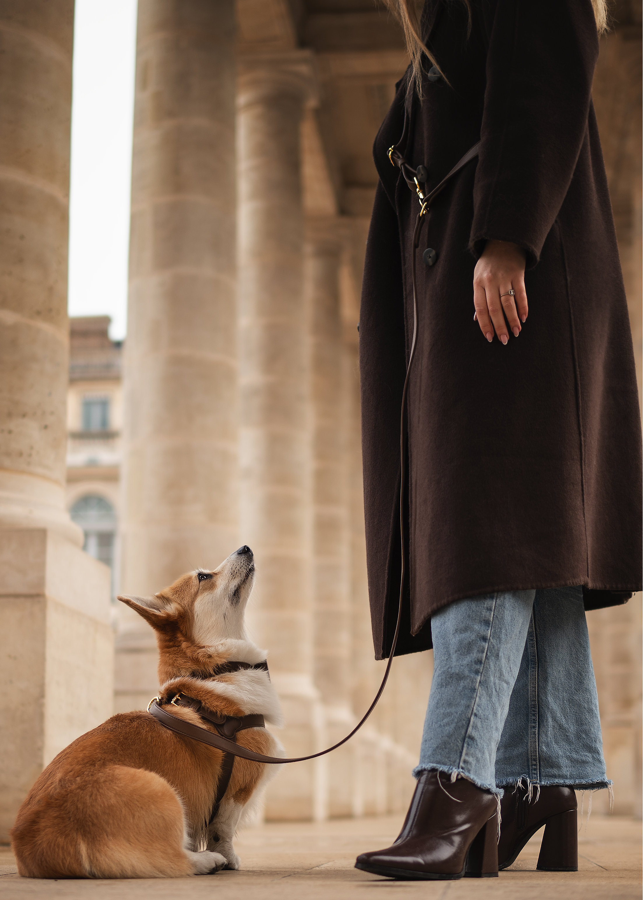 laisse mains libre en cuir pour chien 