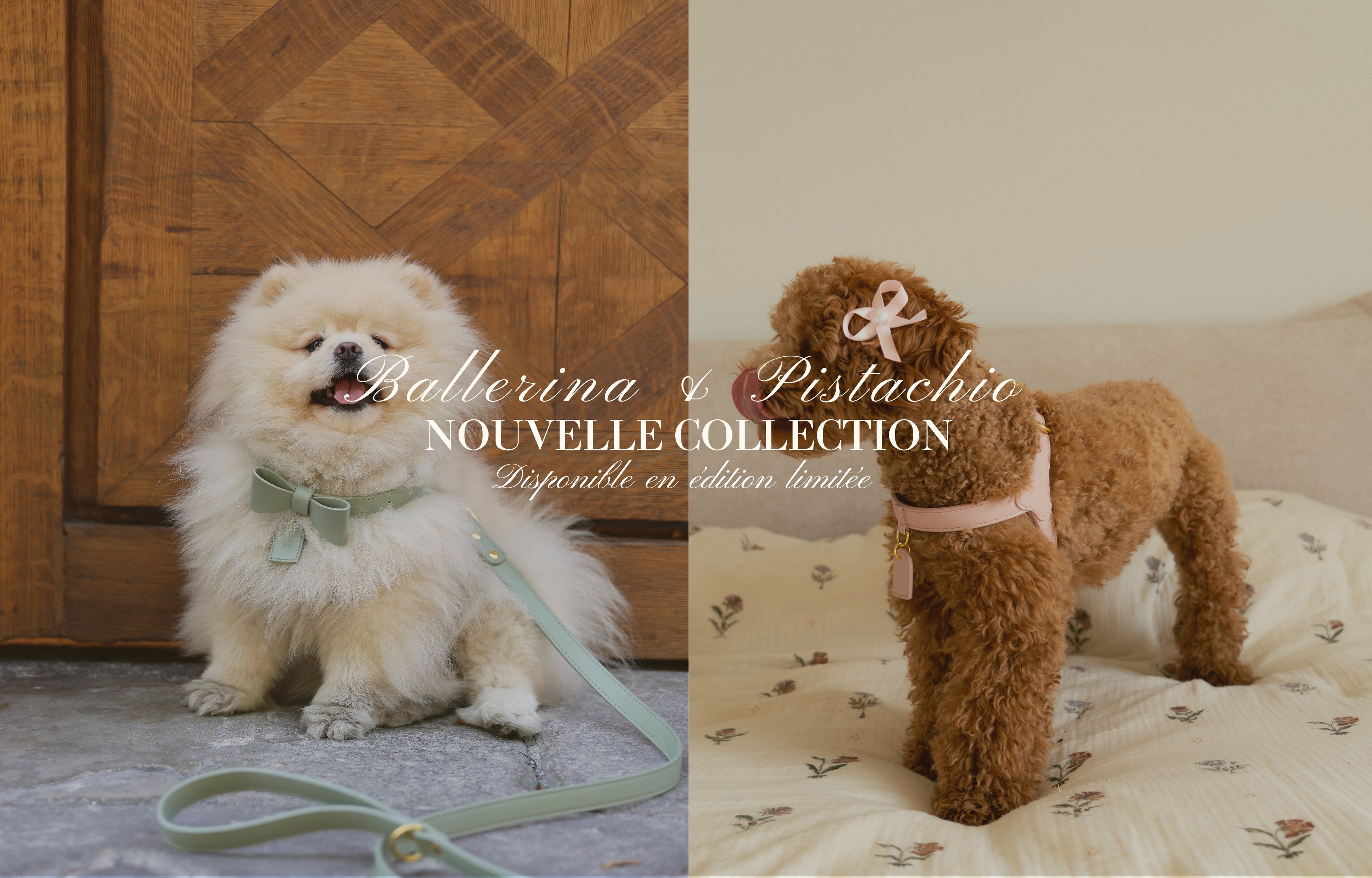 photo de la nouvelle collection d'accessoires pour chien de luxe Monsieur Peluche marque française photo de bannière