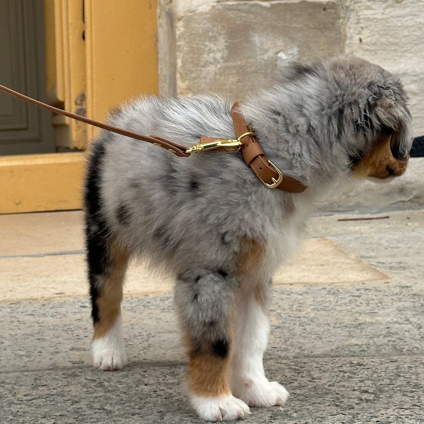 Collier en cuir pour chien marque française 