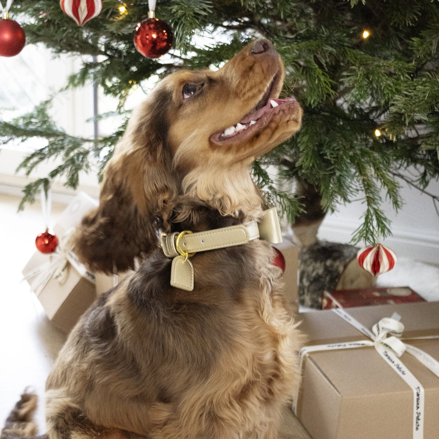 colliers pour chien de luxe avec nœud papillon or pour noël 