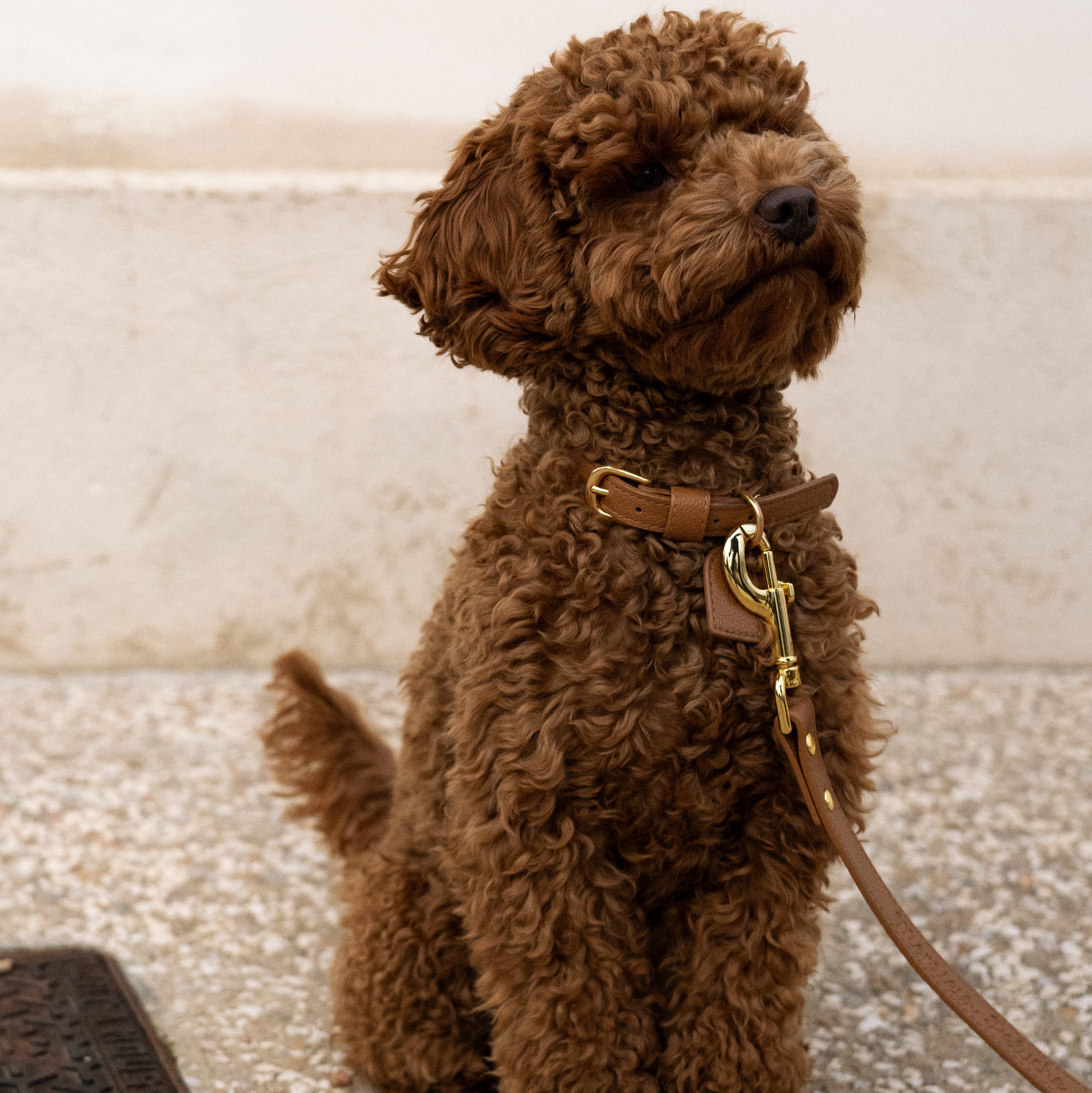 marque d'accessoires pour chien de luxe, monsieur peluche colliers et laisse en cuir personnalisable. 