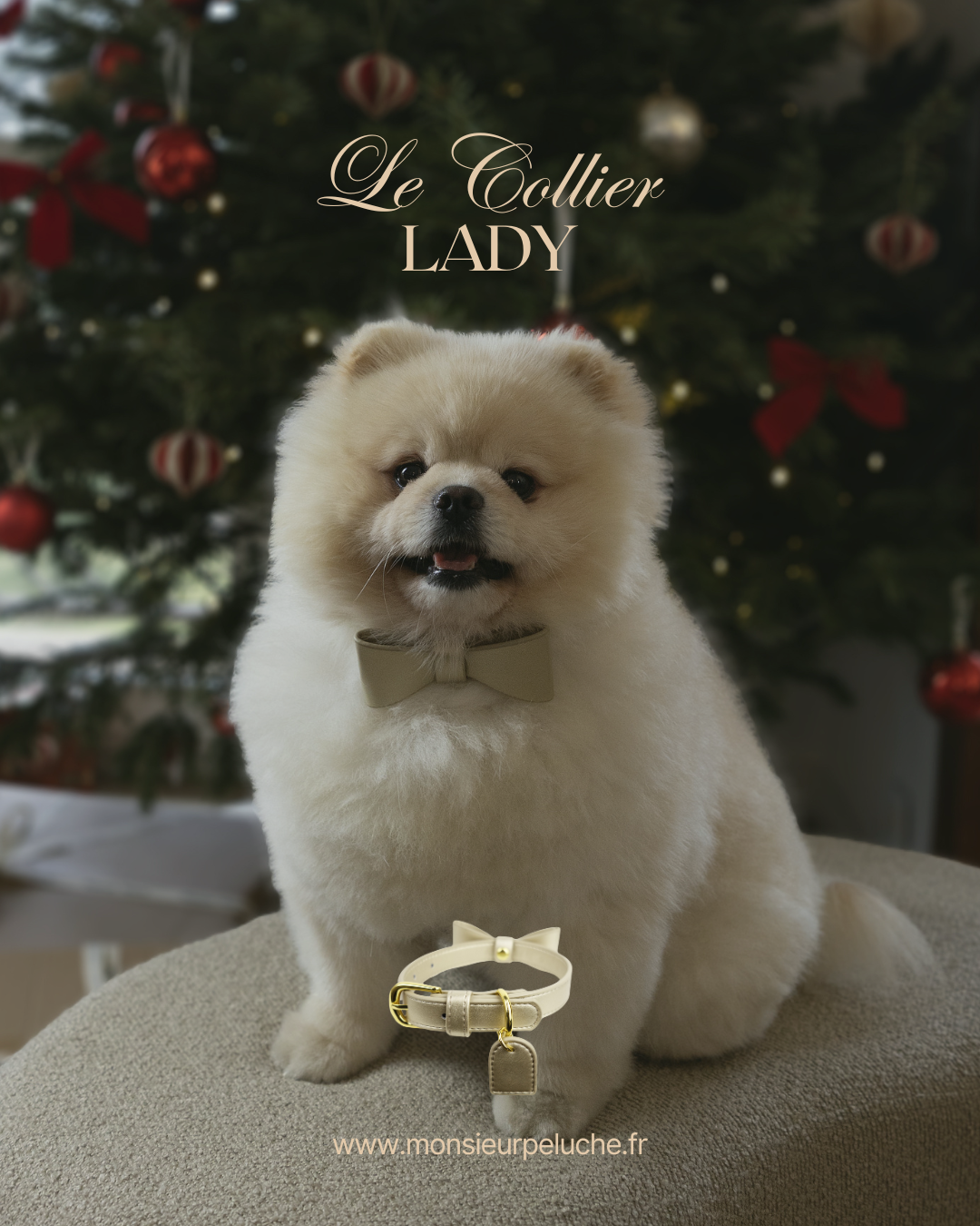 Neige le spitz nain de la marque monsieur peluche, le plus beau spitz nain de France. marque accessoires de luxe pour chien en cuir et personnalisable . 