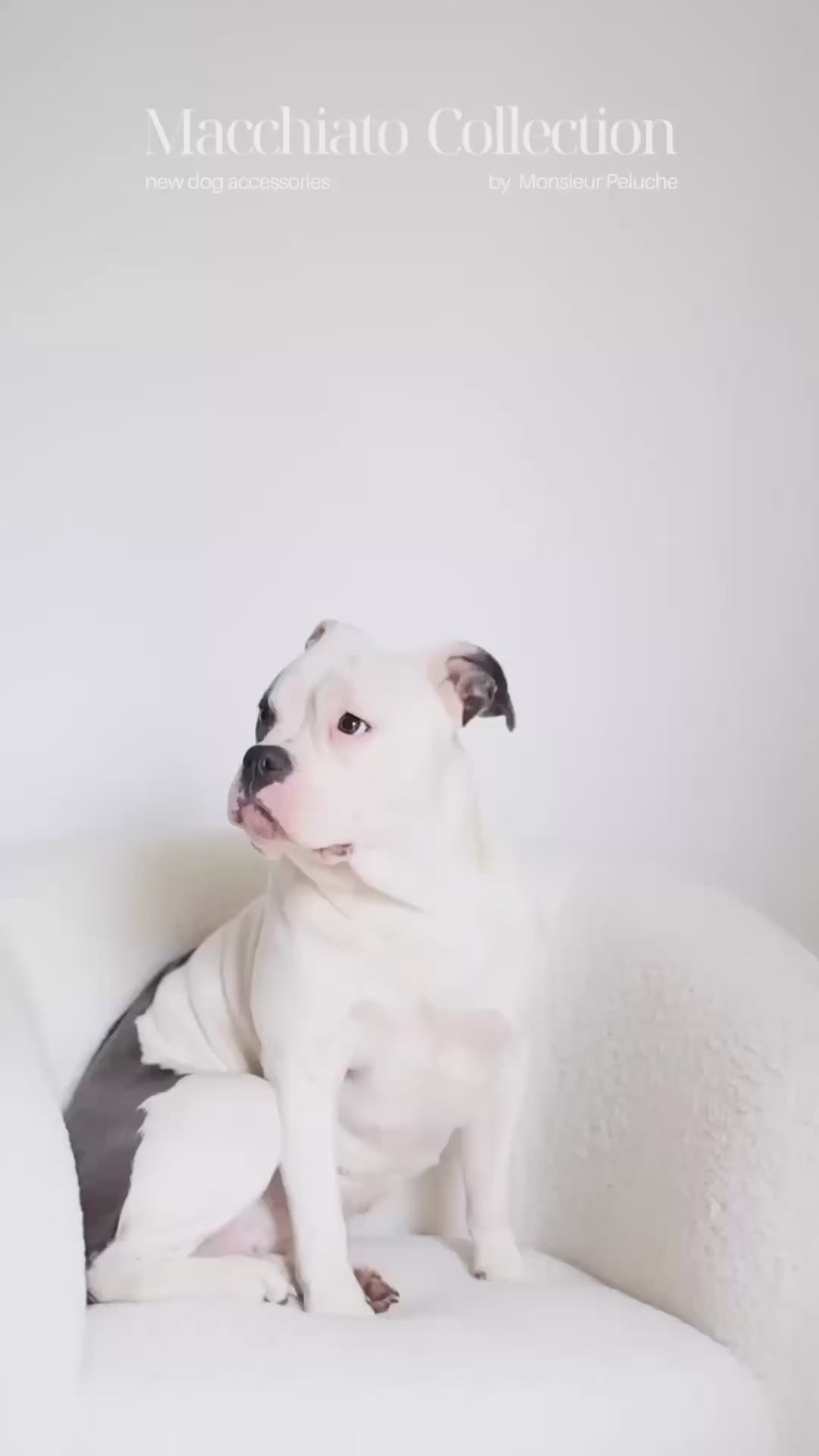 Vidéo produit pour chien en cuir tendance démonstration monsieur peluche 