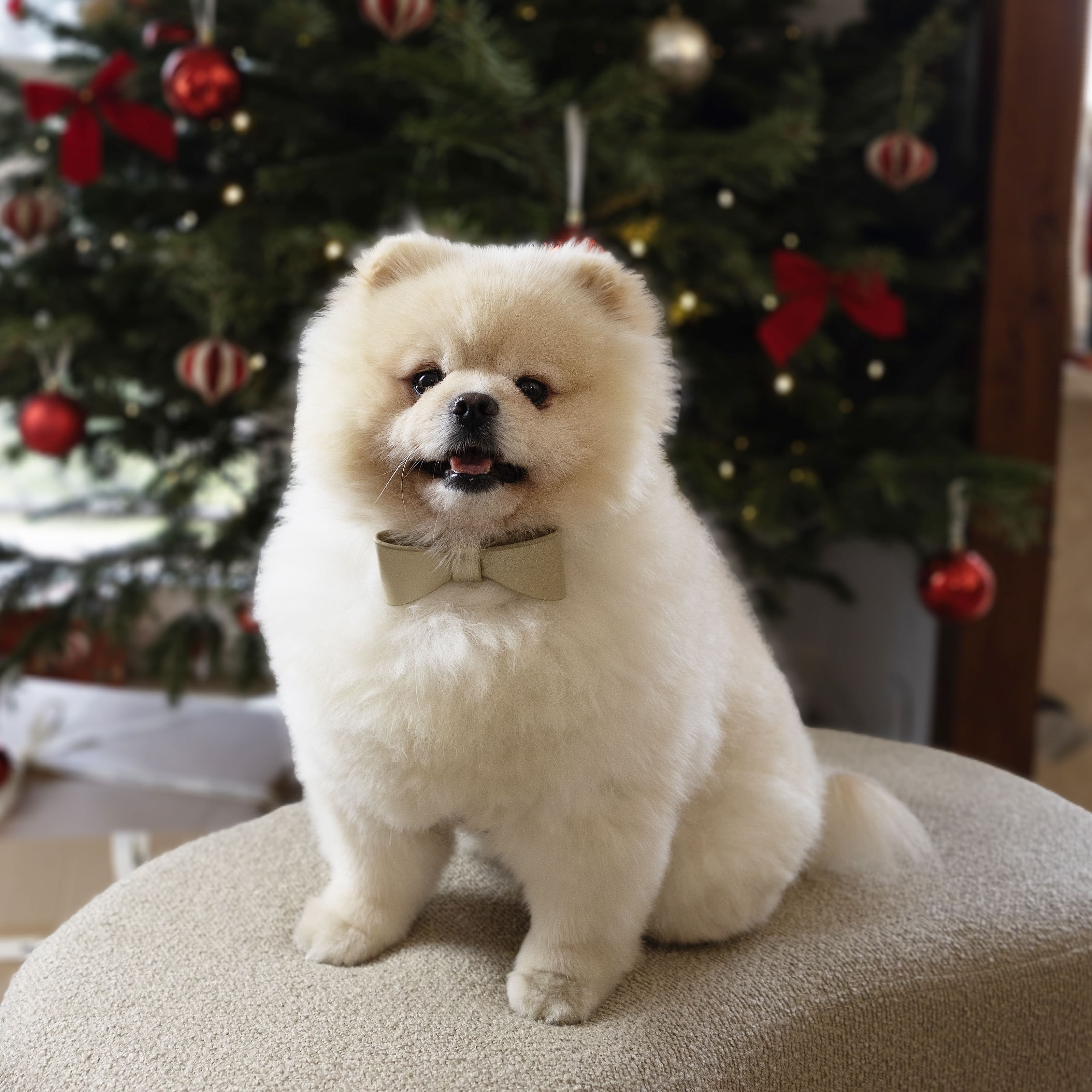 Spitz nain avec colliers en cuir de luxe avec nœud papillon pour noël 